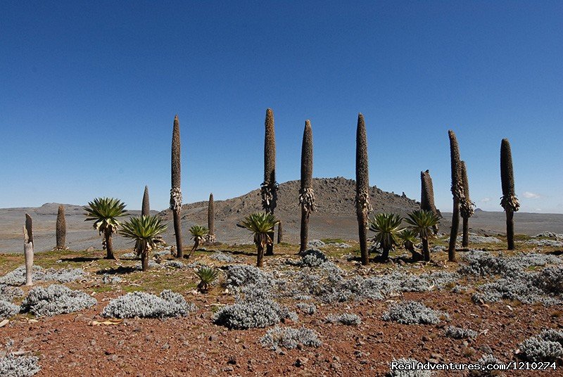 Giant Lobelia-Endemic to Ethiopia | Trekking in Ethiopia/Semien Mountain trekking | Image #4/8 | 