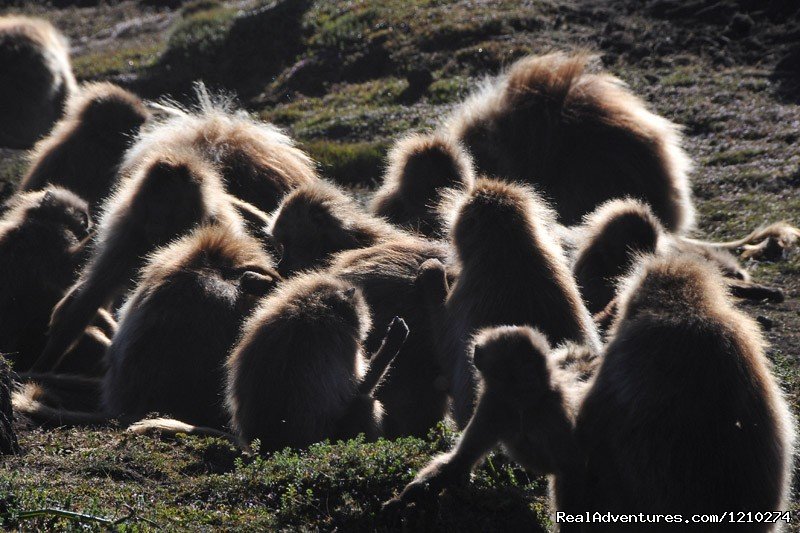 family of gelada baboon | Trekking in Ethiopia/Semien Mountain trekking | Image #6/8 | 