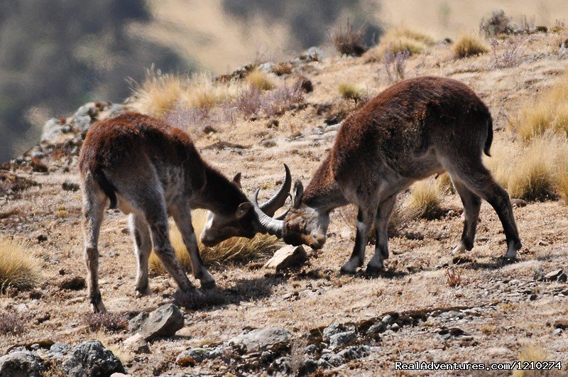 Waliya Ibex-endemic to semien Mountain National Park | Trekking in Ethiopia/Semien Mountain trekking | Image #8/8 | 