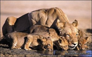 Masai Mara Migration Safari in Kenya | Nairobi, Kenya | Wildlife & Safari Tours