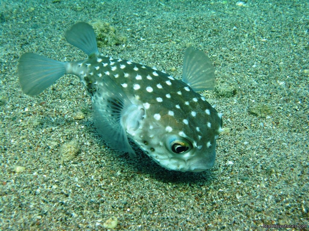 Diving in Israel with Dive Tel Aviv | Dive Tel Aviv Diving Center | Image #3/3 | 