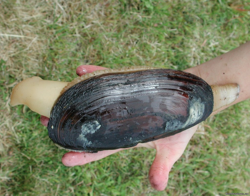 Razor clams available on the local beach | Alaskan Angler RV Resort, Cabins & Charters | Image #2/6 | 