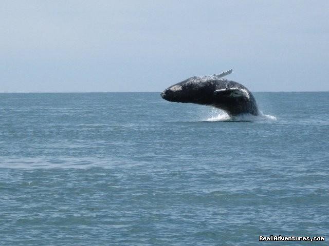 Saltwater wildlife is abundant | Alaskan Angler RV Resort, Cabins & Charters | Image #5/6 | 