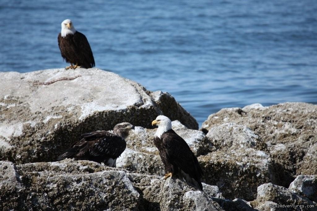 Hundreds of eagles on the local beach | Alaskan Angler RV Resort, Cabins & Charters | Image #6/6 | 