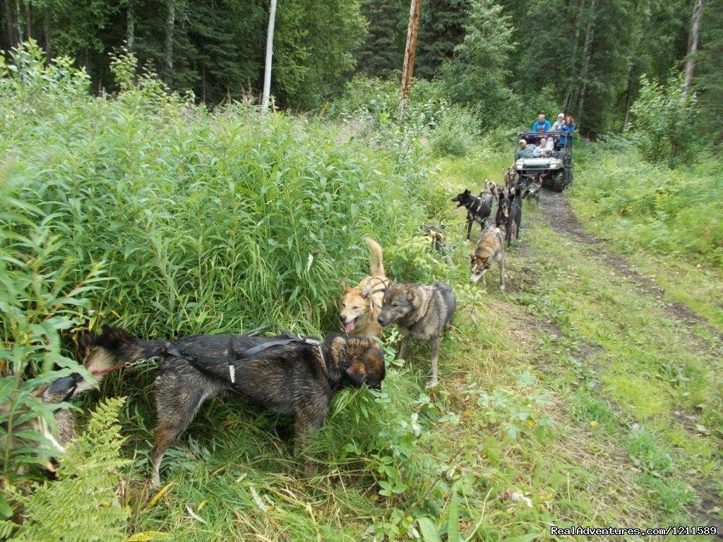 Dream a Dream Iditarod Farm & Dream Inn B&B | Image #8/8 | 