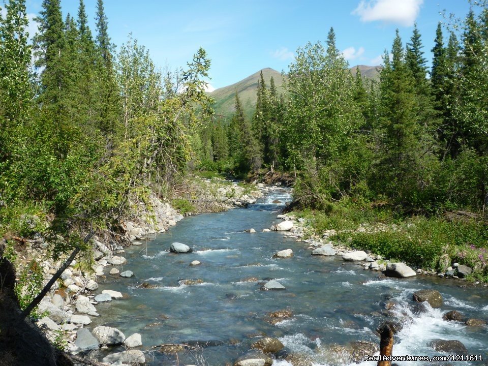 Carlo Creek | Denali Perch Resort | Image #5/6 | 