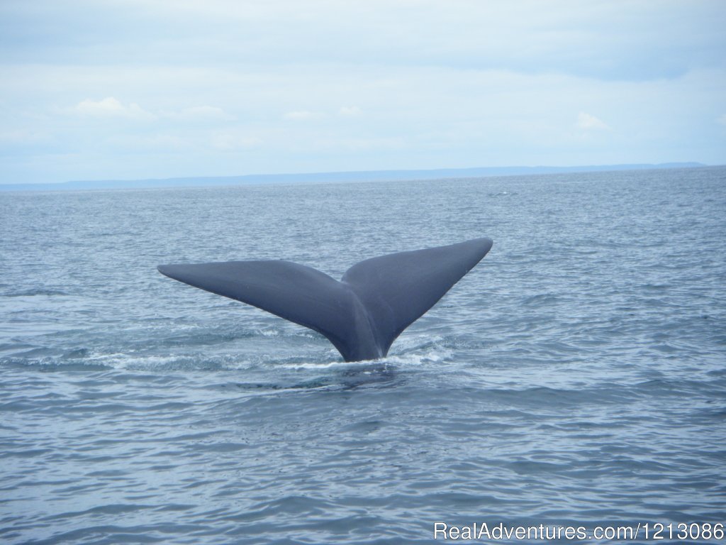 Seal Cove Beach Smokeshed Cottages | Seal Cove, Grand Manan New Brunswick, New Brunswick  | Vacation Rentals | Image #1/6 | 