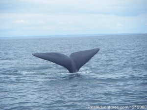 Seal Cove Beach Smokeshed Cottages | Seal Cove, Grand Manan New Brunswick, New Brunswick | Vacation Rentals