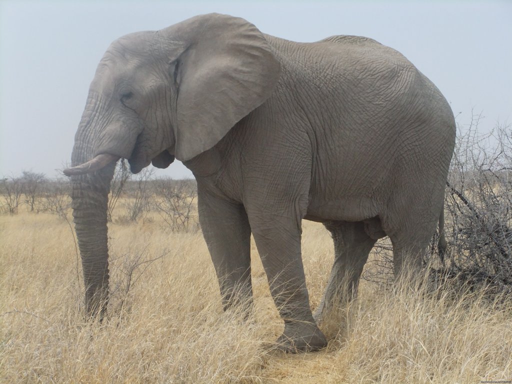 Bluecrane Safaris Namibia | Image #4/14 | 