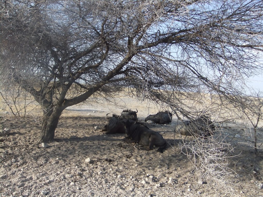 Bluecrane Safaris Namibia | Image #5/14 | 