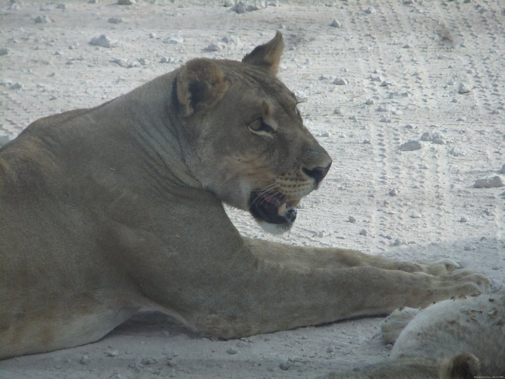 Bluecrane Safaris Namibia | Image #6/14 | 