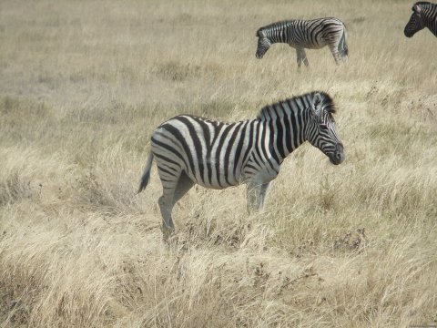 Etosha