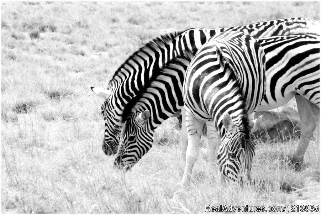 Bluecrane Safaris Namibia | Image #10/14 | 