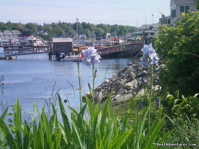 Blue Heron Seaside Inn Kayaks | Blue Heron Seaside Inn | Image #7/16 | 