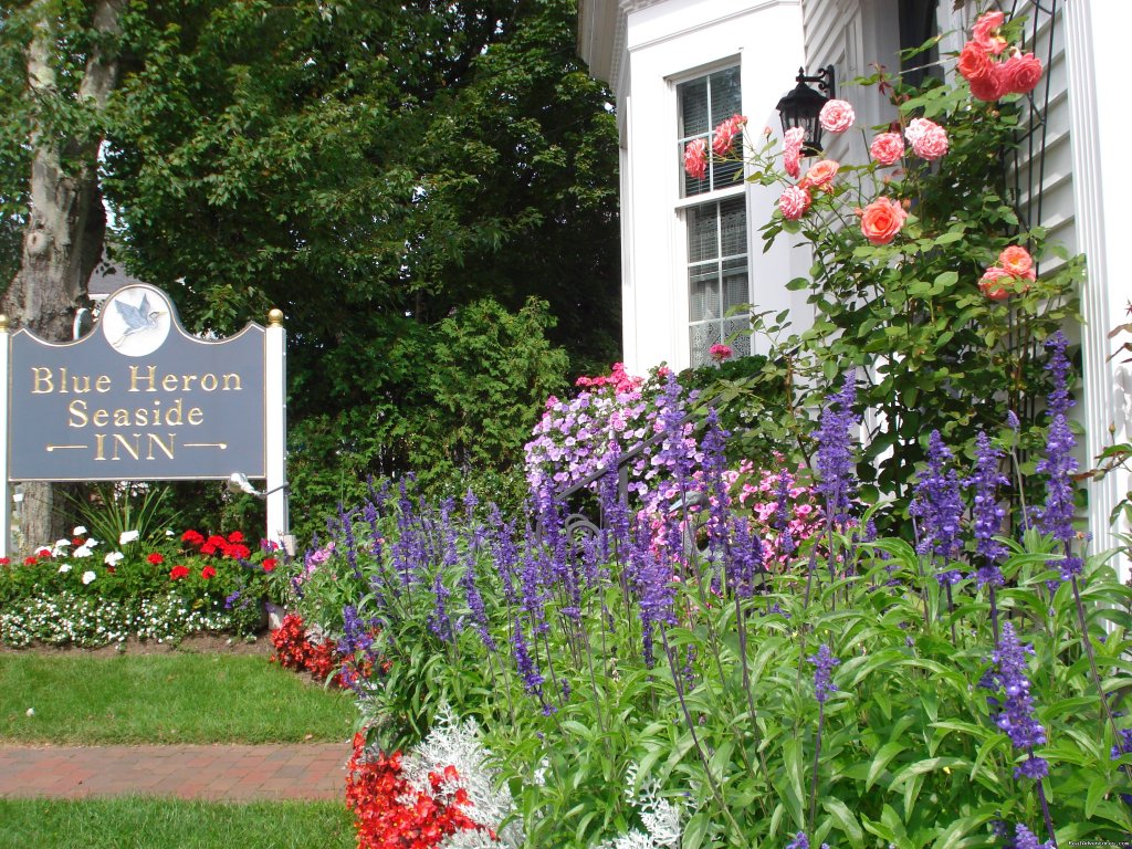 Blue Heron Seaside Inn Kayaks | Blue Heron Seaside Inn | Image #9/16 | 