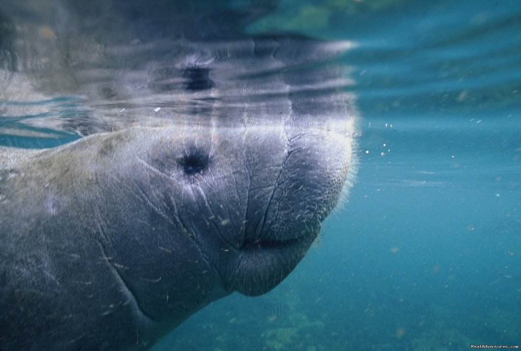 Manatee | Caribbean Images Tours | Ponce, Puerto Rico, Puerto Rico | Eco Tours | Image #1/12 | 