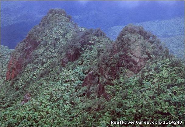  Rainforest 1/2 Day Excusion     | Bioluminescent Lagoon Puerto Rico Eco Action Tours | Image #2/2 | 