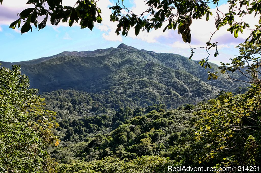 Rainforest  | Castillo Tours | Image #4/4 | 