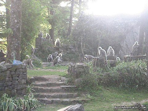 Langurs in the garden