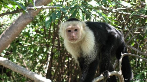 White face monkey