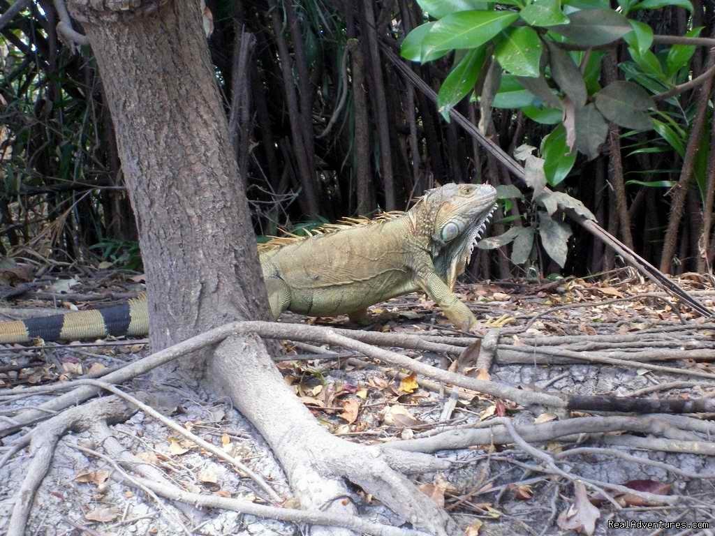 Iguana | Beach Hotel nice enviroment | Image #9/14 | 