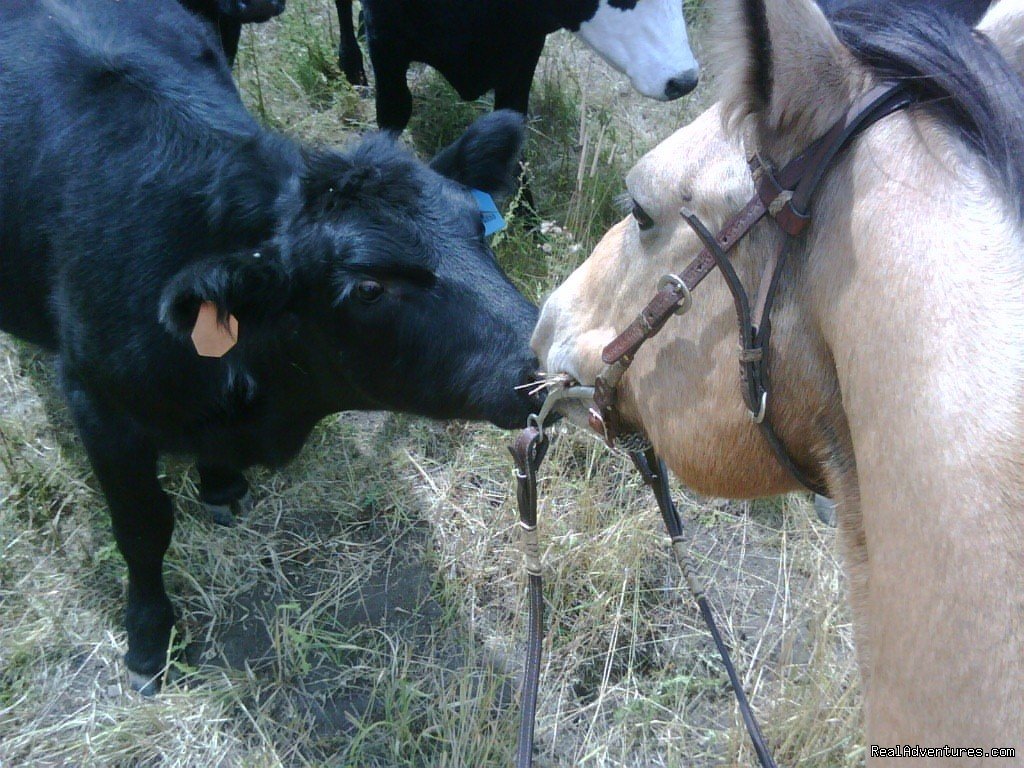 Everyone loves a Wedding  | Colorado - Ranch Weddings and Family Reunions  | Image #3/6 | 