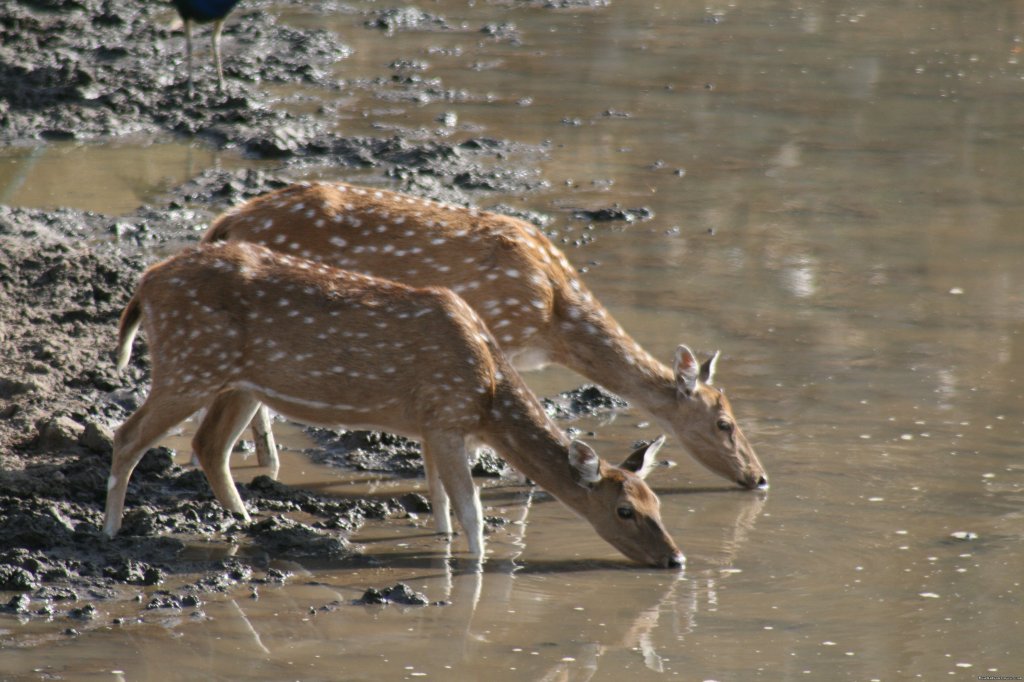 Thirsty | Wildlife Safaris & Adventure Sports In South Asia | Image #5/20 | 