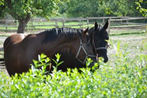 Horsetrails in Poland-wild nature,beautiful horses