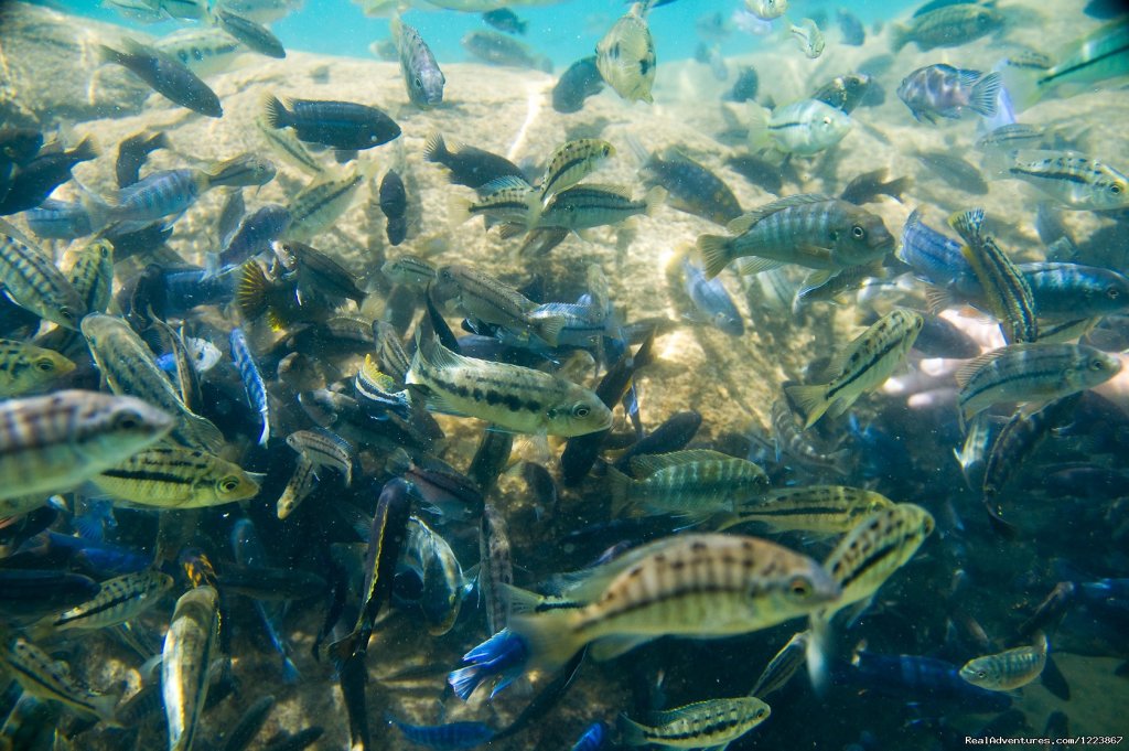 Tropical Cichids, Lake Malawi | Malawian Style - Safari, Mountain, Lake Adventures | Image #8/23 | 