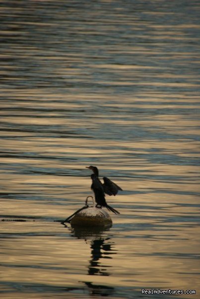 Cormorant, Lake Malawi | Malawian Style - Safari, Mountain, Lake Adventures | Image #14/23 | 