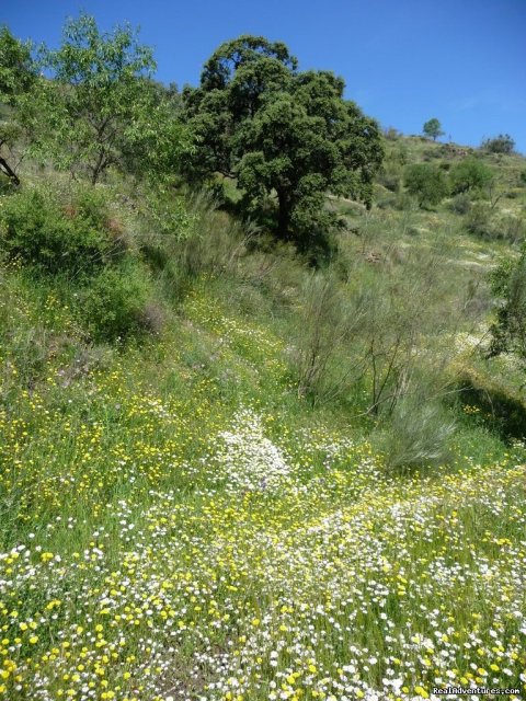 Spring in Andalucia