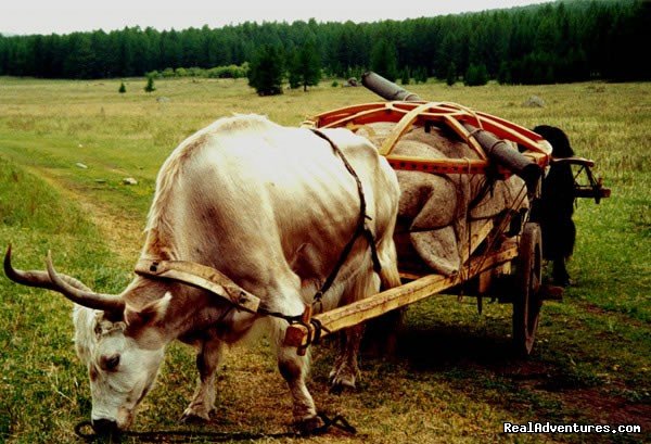 Yak card journey in Terelj National park | Happy Mongolia tours | Image #2/4 | 