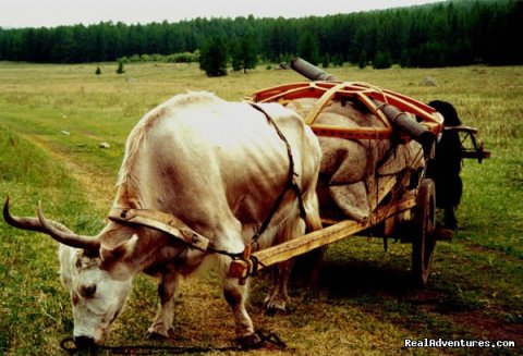 Yak card journey in Terelj National park