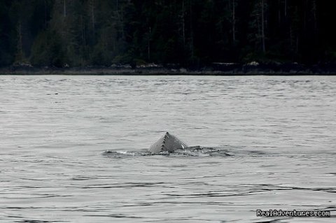 Humpbacks swim the Goletas Channel