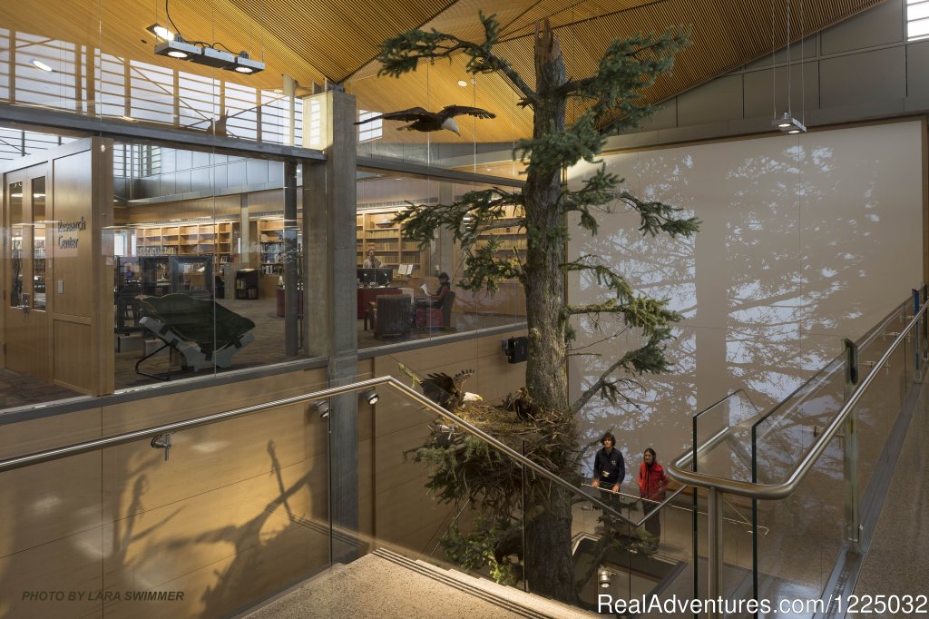 The Life-sized Eagle Nesting Tree | Alaska State Museum | Image #2/11 | 