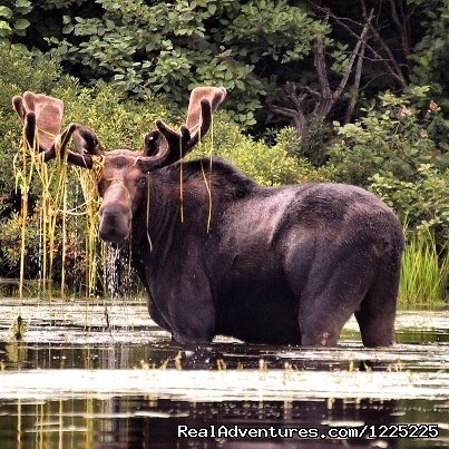 Best moose viewing in Minnesota | Bearskin Lodge | Image #3/3 | 