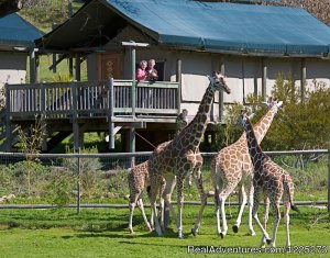 Safari West | Santa Rosa, California Hotels & Resorts | Great Vacations & Exciting Destinations