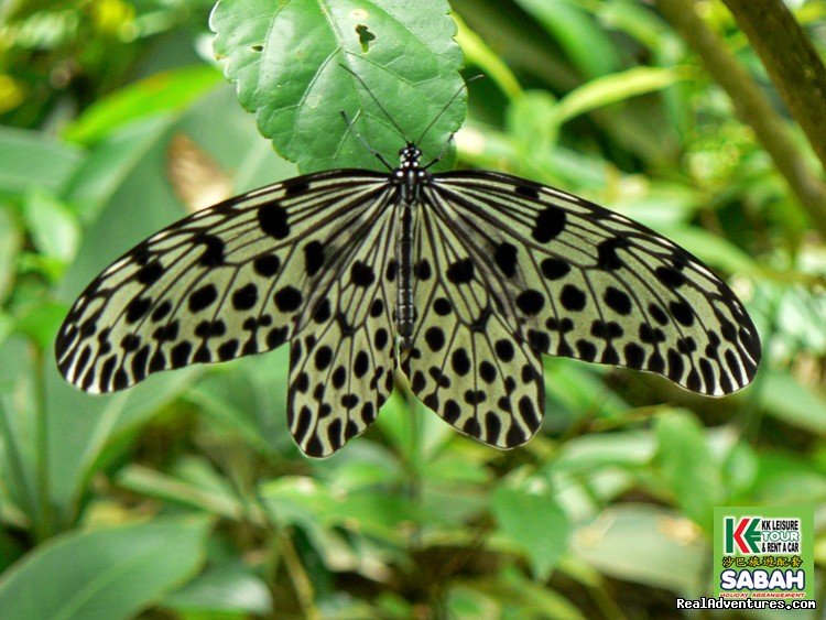 Kinabalu Park | 3D/2N Kota Kinabalu City Tour/Zoo/Kinabalu Park | Image #13/19 | 