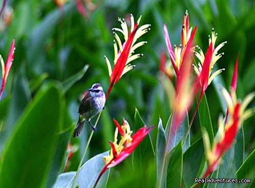 Kinabalu Park  | 2D/1N Kinabalu Park/Mesilau/Sabah tea | Kota Kinabalu, Malaysia | Sight-Seeing Tours | Image #1/8 | 