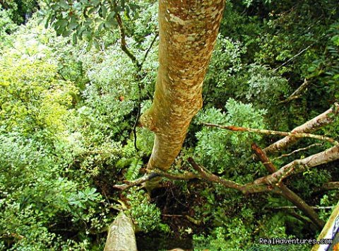 Kinabalu Park