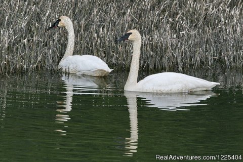 Trumpeter Swans