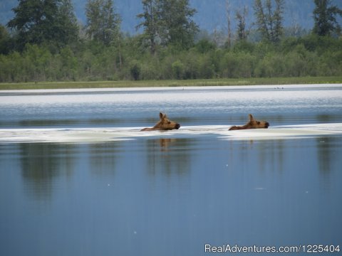 Twin calves