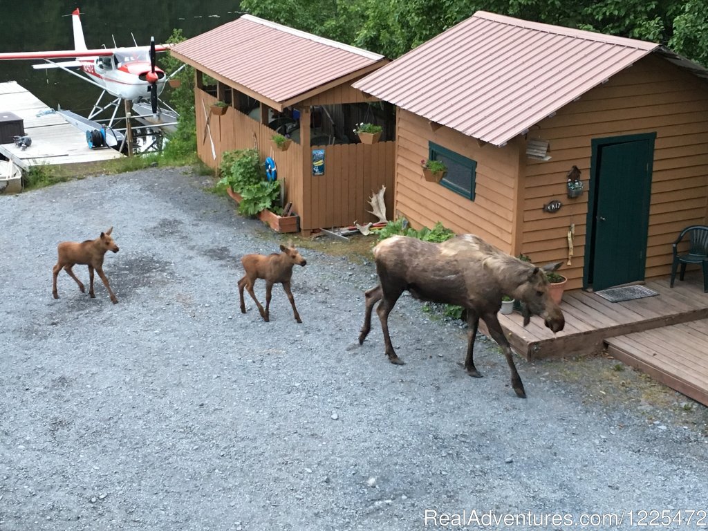 Bear Lake Lodgings B&B, Wildlife visit | Bear Lake Lodgings B&B | Image #12/17 | 