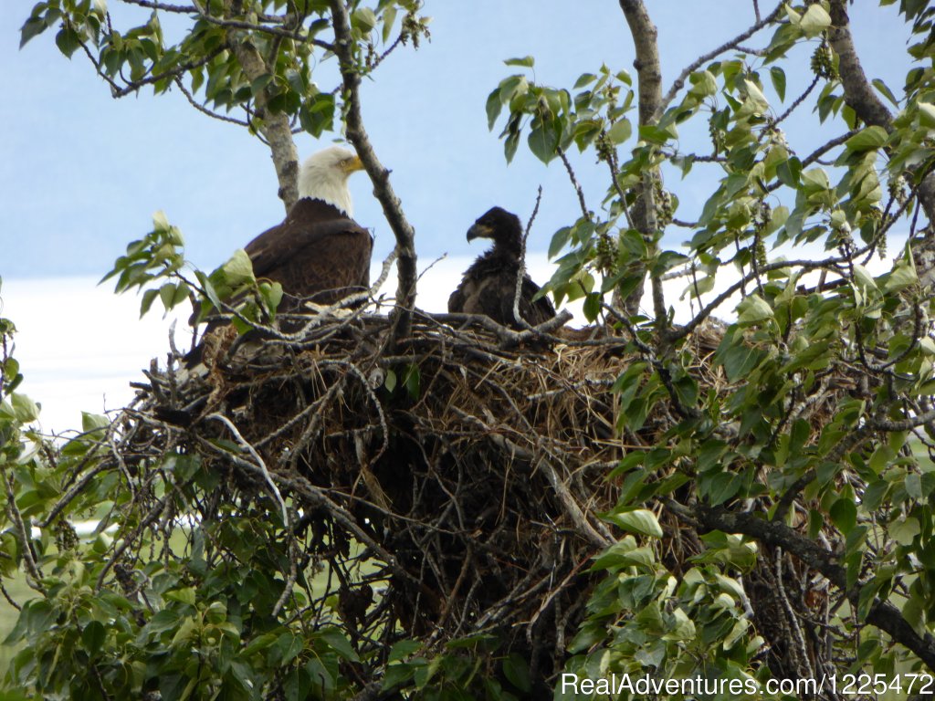 Bear Lake Lodgings B&B, Eagle's Nest | Bear Lake Lodgings B&B | Image #13/17 | 