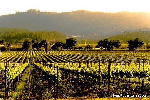 Napa Valley Vineyards from Hillcrest