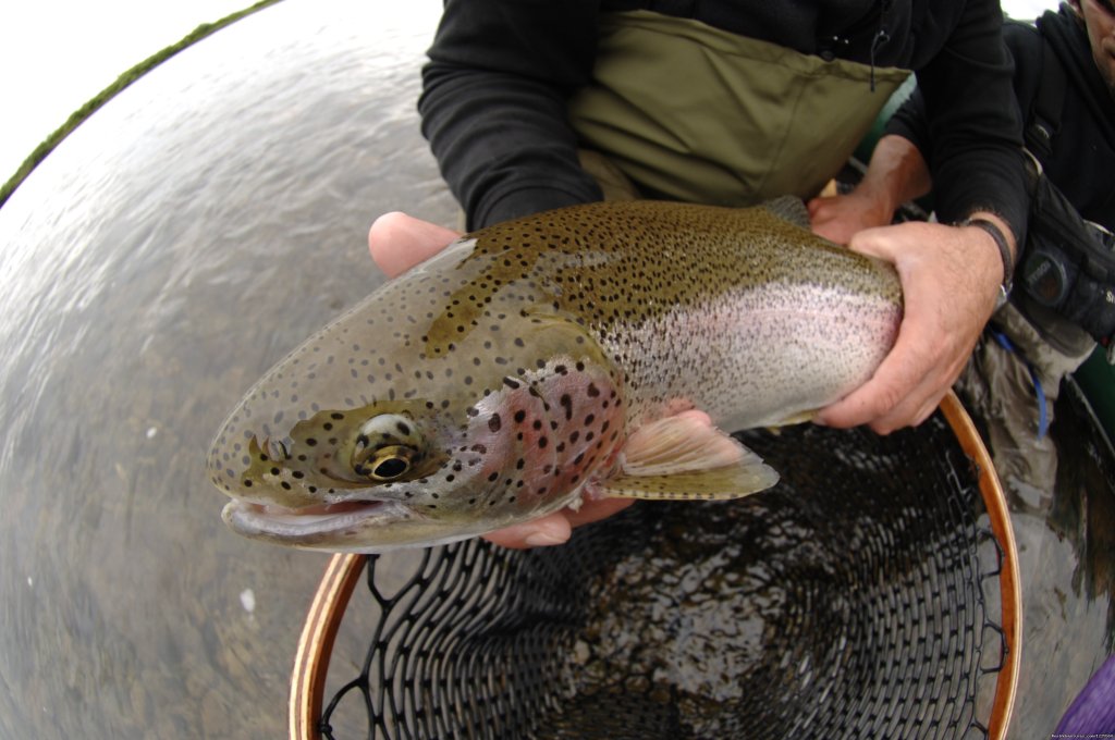 Rainbow Trout | Sky Trekking Alaska | Image #3/22 | 