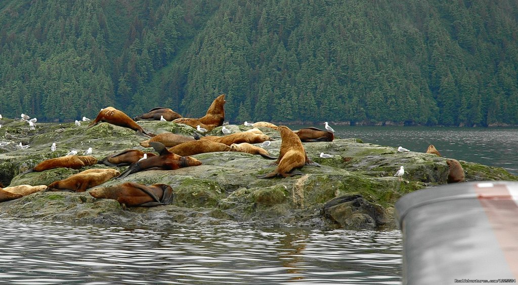 Stellar Sea Lions | Sky Trekking Alaska | Image #7/22 | 