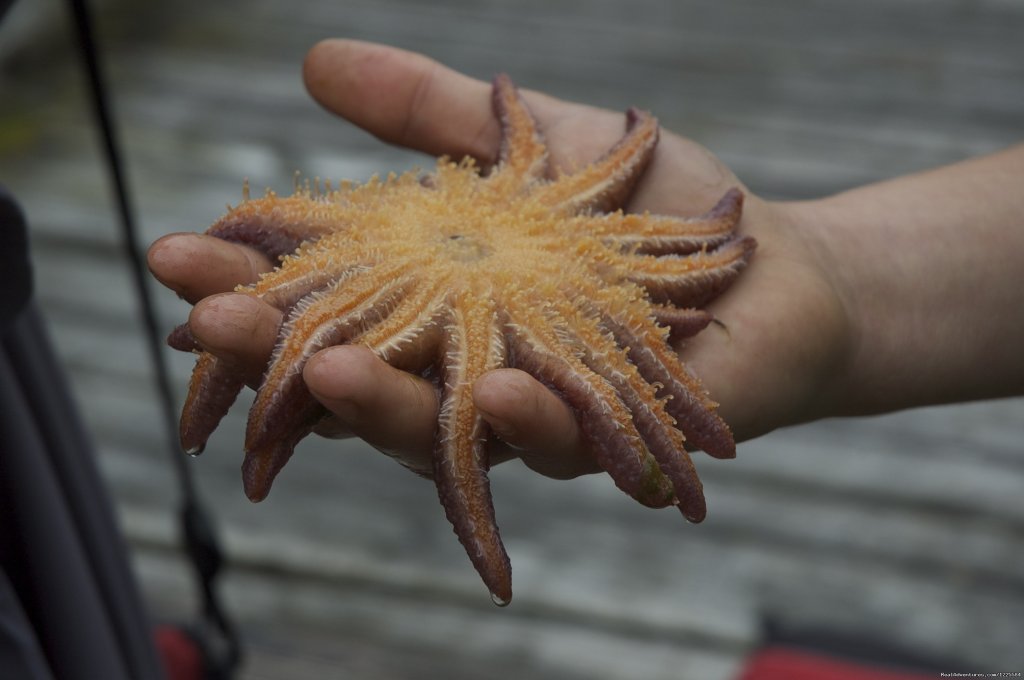 Sea Star | Sky Trekking Alaska | Image #11/22 | 