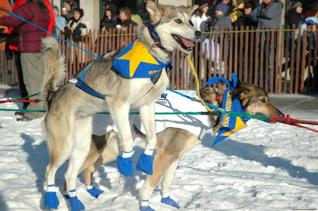 Iditarod Dogs | Sky Trekking Alaska | Image #18/22 | 