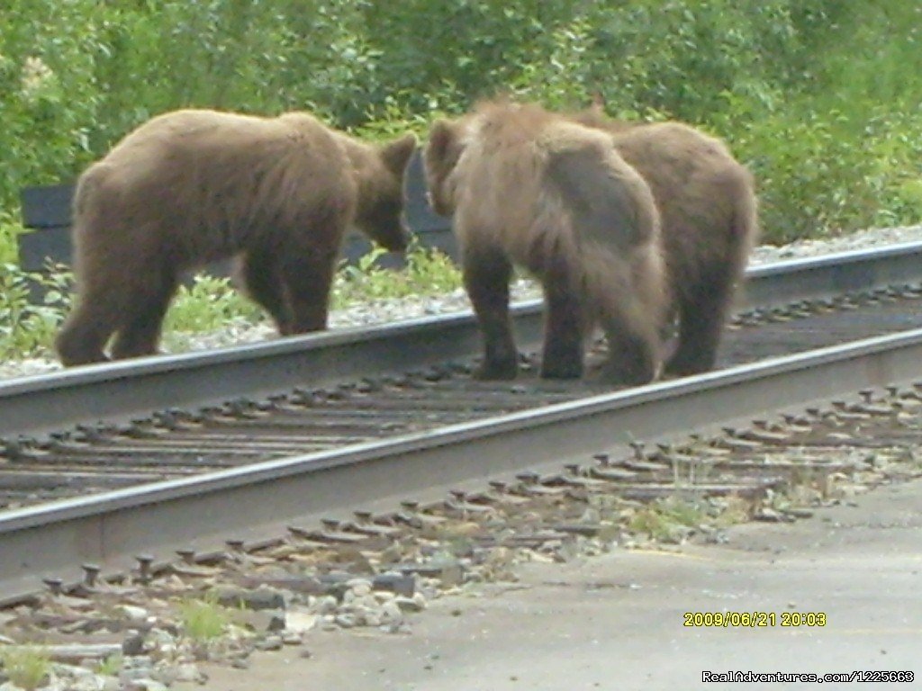 bears frolicking benind Denali Fireside | Denali Fireside Cabins & Suites | Image #9/14 | 